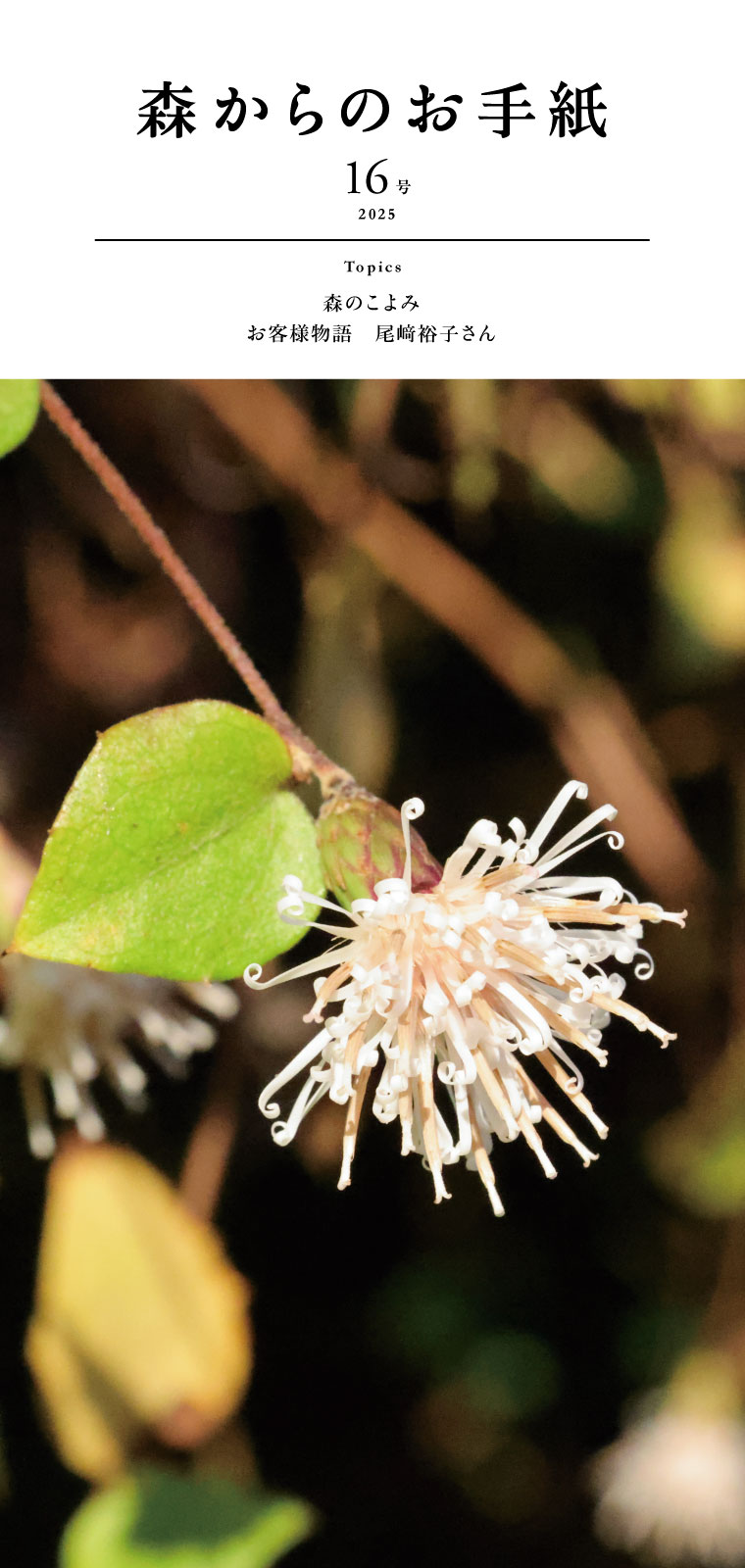 森からのお手紙15号