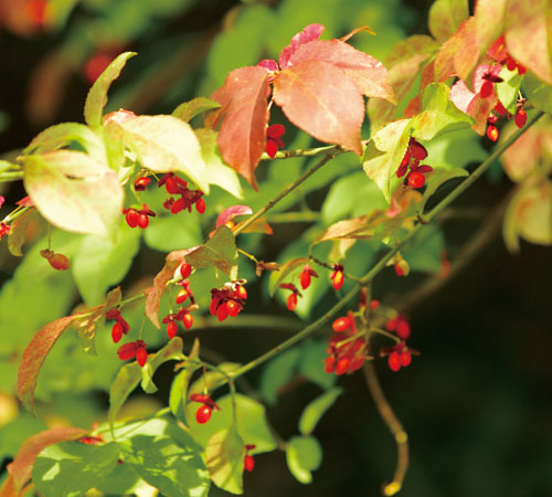 ［こまゆみ］ 小真弓 花：4月～5月 実：10月～11月<br>赤橙色に色づく実は、割れると中から２つの橙色の種子が姿を現します。秋が深まると、深紅の鮮やかな紅葉が見られます。