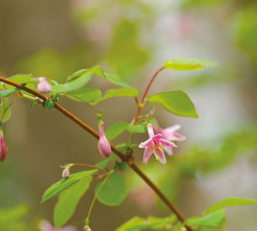 ［うぐいすかぐら］ 鶯神楽 花：3月～4月 実：5月～6月<br>ラッパ状の薄紅色の花が咲き、初夏のころに瑞々しく透き通った赤い実をつけます。この実はほんのり甘く食べられます。