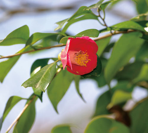 ［やぶつばき］ 藪椿 花：2月～4月 実：10月<br>冬に赤く大きな花を咲かせます。花には蜜が多くあり、小鳥たちが訪れます。「椿」の字は、旧暦の春に花が咲く木という意味をあらわしています。