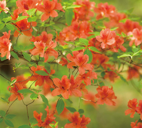 ［やまつつじ］ 山躑躅 花：4月～5月 実：9月～10月<br>古名「あかつつじ」のとおり、淡い赤色の花が春の山で目を引く、この地域に自生するつつじです。年に2回葉をだす常緑の木で、夏に出た葉が冬を越します。
